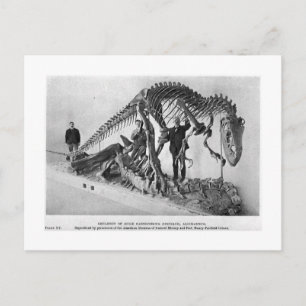 Allosaurus skeleton - vykort