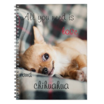 Allt du behöver är kärlek och Chihuahua
