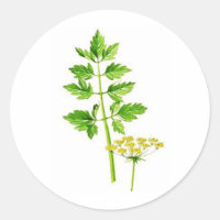 Allt du behöver är Lovage