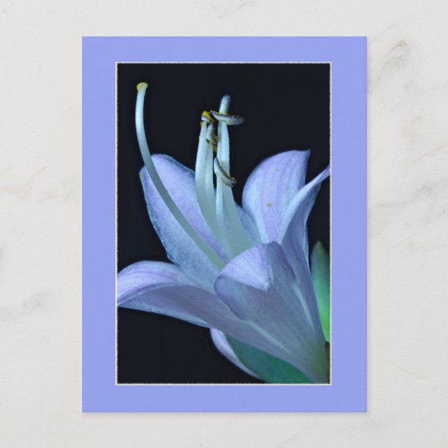 Allt-i-all Elegant och Chic Makro Hosta Blomma Vykort (Framsida)