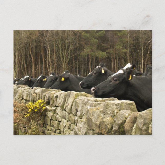 Allt i ett radvykort vykort (Framsida)