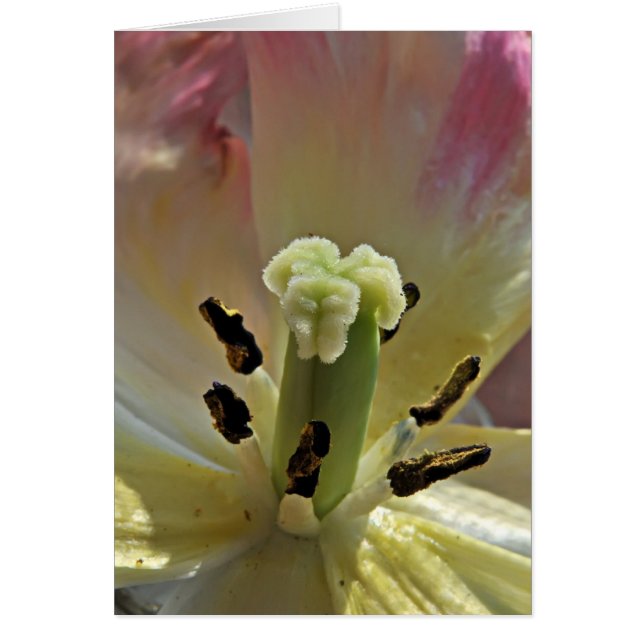 Allt om pollen hälsningskort (Framsidan)