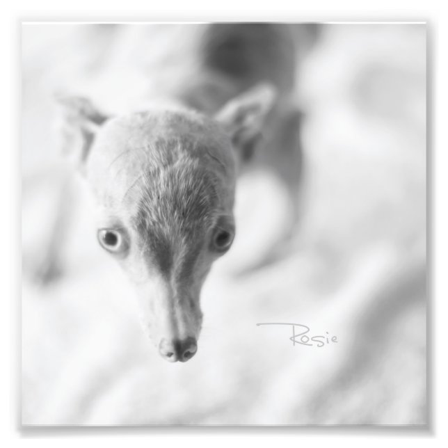 Allt Rosie Photo Fototryck (Framsidan)