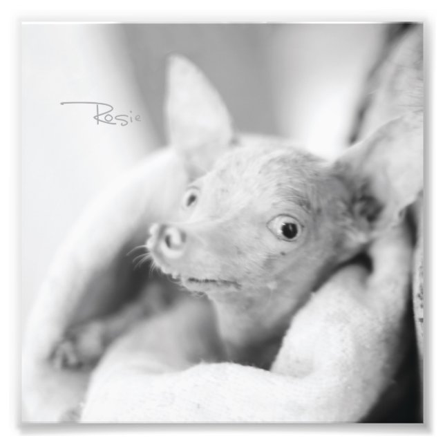 Allt Rosie Photo Fototryck (Framsidan)