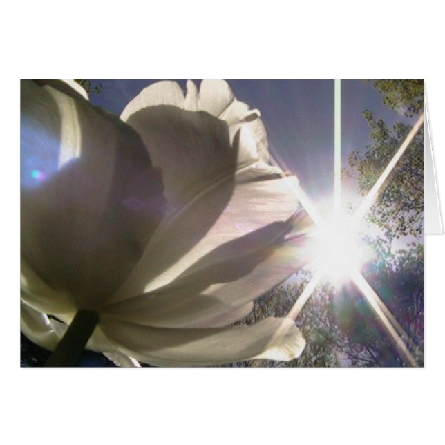 alltid in mot solskenet hälsningskort (Framsidan Horizontal)