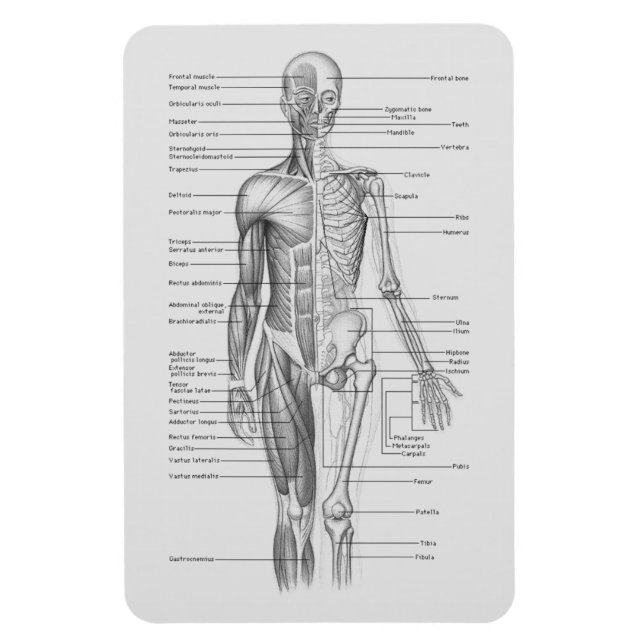 Alltid inlärning: Human Body Anatomy Chart Magnet (Vertikal)