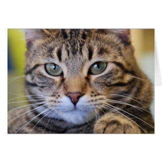 Allvarlig grönögd tabby katt hälsningskort