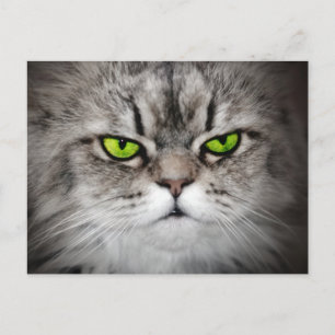 Allvarlig katt med grönt ögon vykort