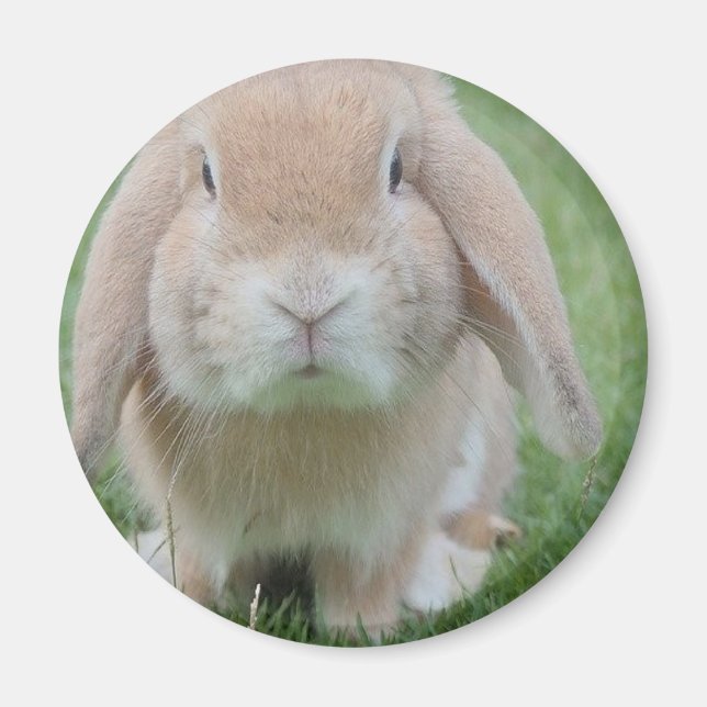 allvarligt buntfoto magnet (Framsidan)