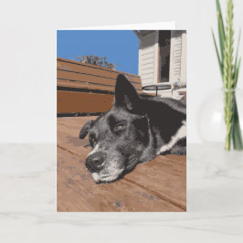 Allvarligt Hund Husky Lab med svart och brun Kort