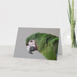 Allvarligt Macaw-hälsningskort Kort