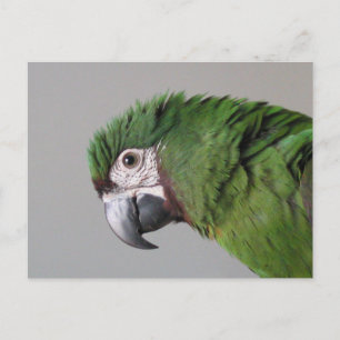 Allvarligt Macaw-vykort Vykort