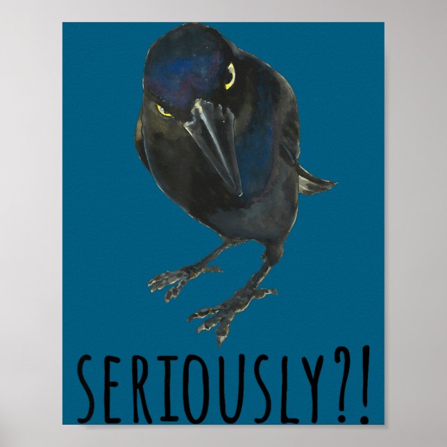 Allvarligt Mpy Svart Grackel Svart Fågel Poster (Framsidan)