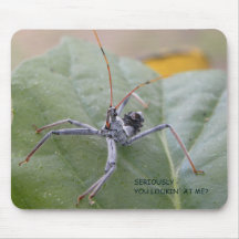 Allvarligt tittar du mig?