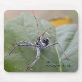 Allvarligt tittar du mig? musmatta