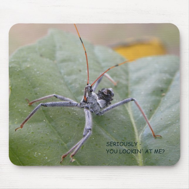 Allvarligt tittar du mig? musmatta (Framsidan)