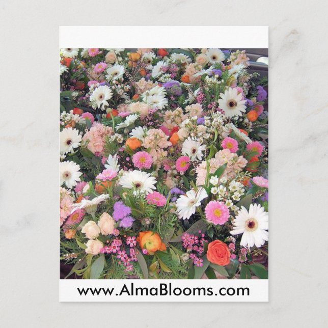 Alma Blooms 1 Vykort (Framsida)