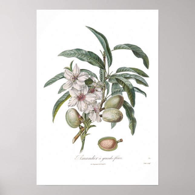 Almond,Amandier a grandes fleurs Poster (Framsidan)