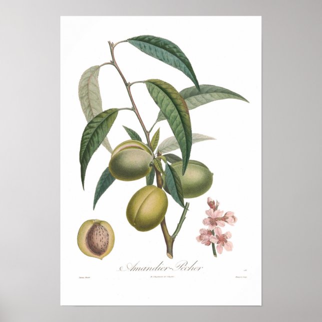 Almond,Amandier-pecher Poster (Framsidan)
