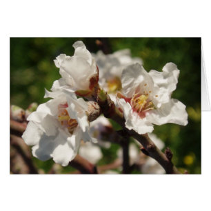 Almond Blommar Card Hälsningskort