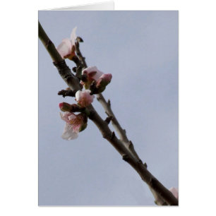 Almond Blommar Card Hälsningskort