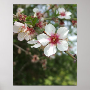 Almond Blommar Vår Flower Poster