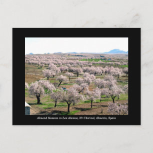 Almond blommar vycard - Chirivel, Spanien Vykort