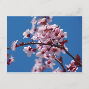 Almond Blommar Vykort
