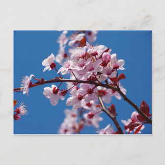 Almond Blommar Vykort
