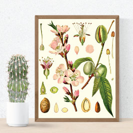 Almond Blommars German Botanical Poster