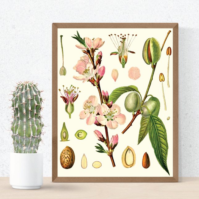Almond Blommars German Botanical Poster (Skapare uppladdad)