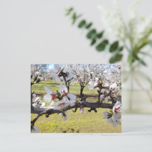 Almond Blommars Vykort