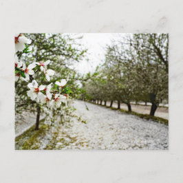 Almond bloom i Kalifornien Vykort