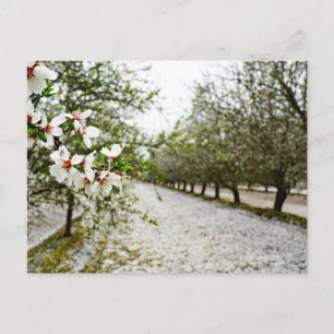Almond bloom i Kalifornien Vykort