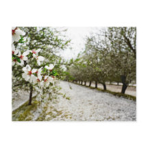 Almond bloom i Kalifornien