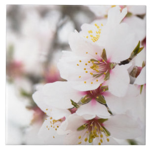Almond blooming kakelplatta