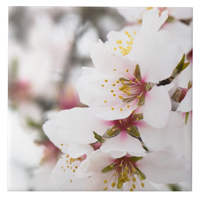 Almond blooming kakelplatta (Framsidan)