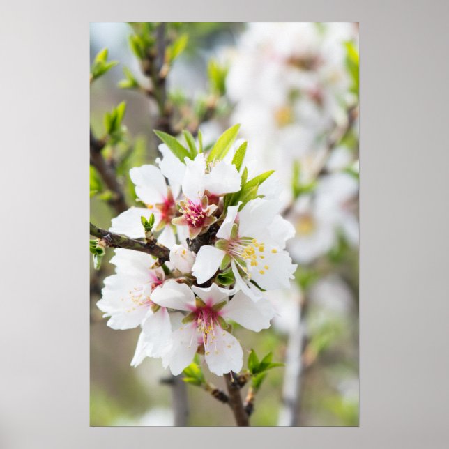Almond blooming poster (Framsidan)