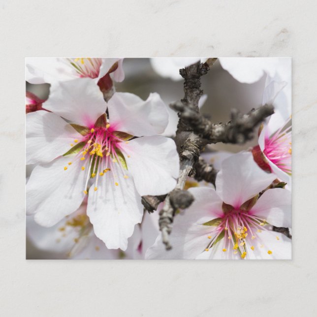 Almond blooming vykort (Framsida)
