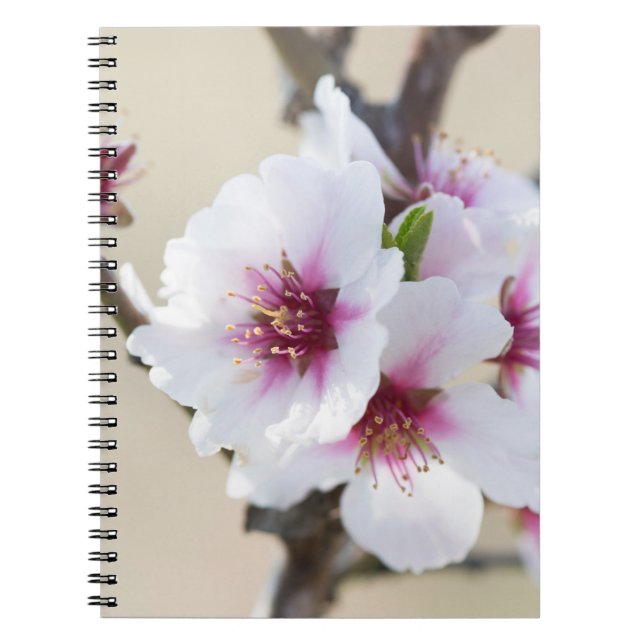Almond blossoming anteckningsbok (Framsidan)