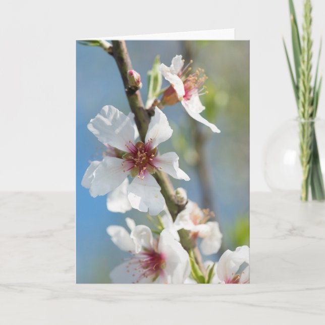 Almond blossoming kort (Framsida)