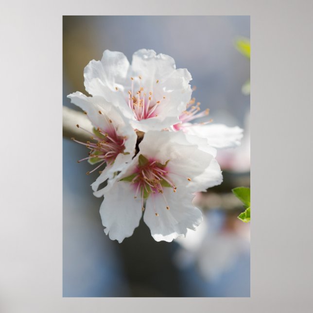 Almond blossoming poster (Framsidan)