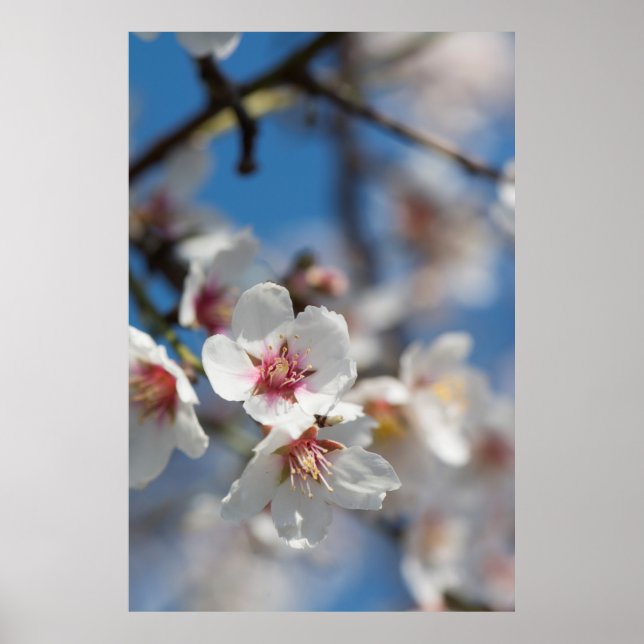 Almond blossoming poster (Framsidan)