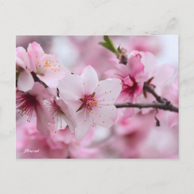 Almond [Postcard] Vykort (Framsida)