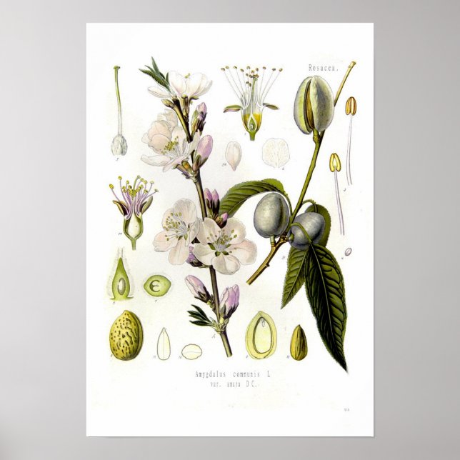 Almond Poster (Framsidan)