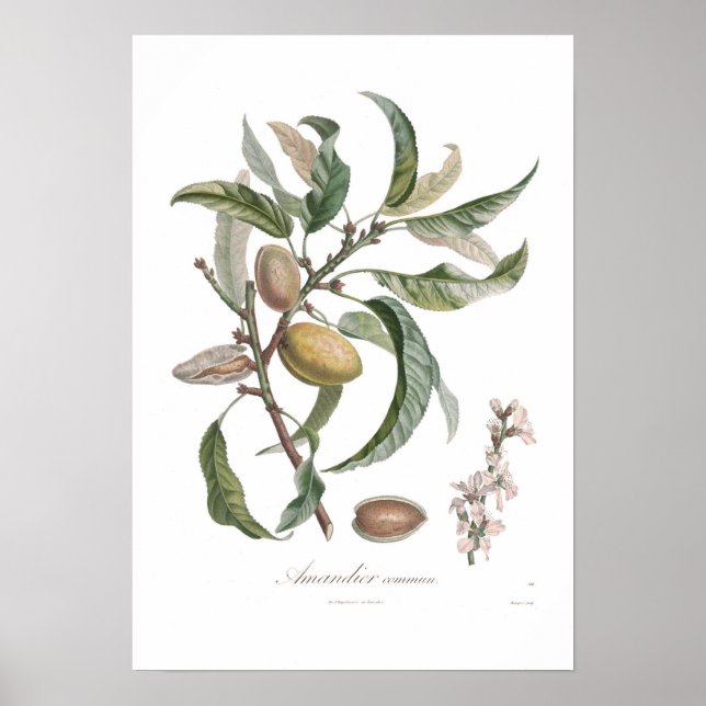 Almond Poster (Framsidan)