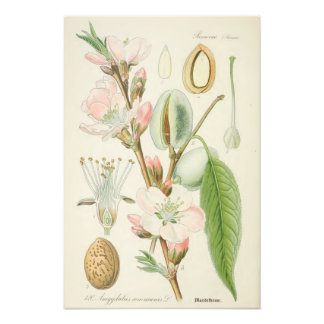 Almond Träd, Amygdalus communis Fototryck