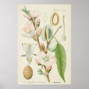 Almond Träd, Amygdalus communis Poster