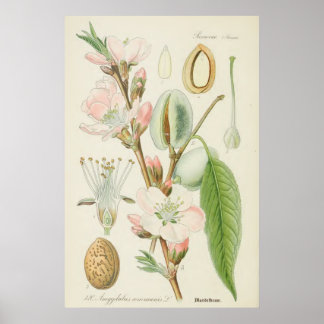 Almond Träd, Amygdalus communis Poster
