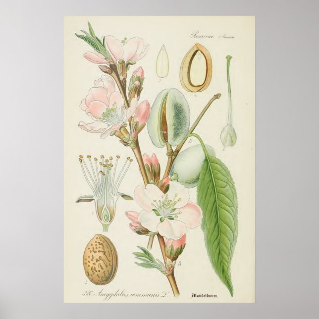 Almond Träd, Amygdalus communis Poster (Framsidan)